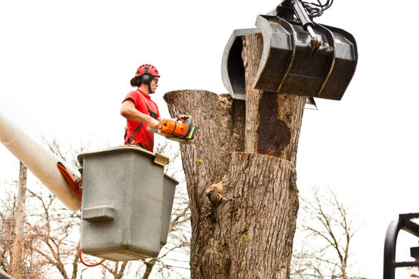 Best Tree Health Inspection  in Groton, SD